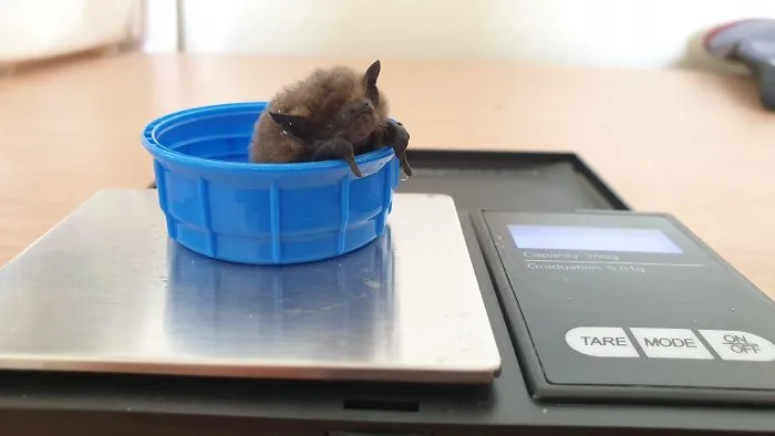 41 Tricks Animal Care Workers Use For Weighing Different Animals