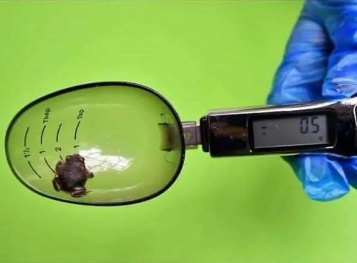 41 Tricks Animal Care Workers Use For Weighing Different Animals