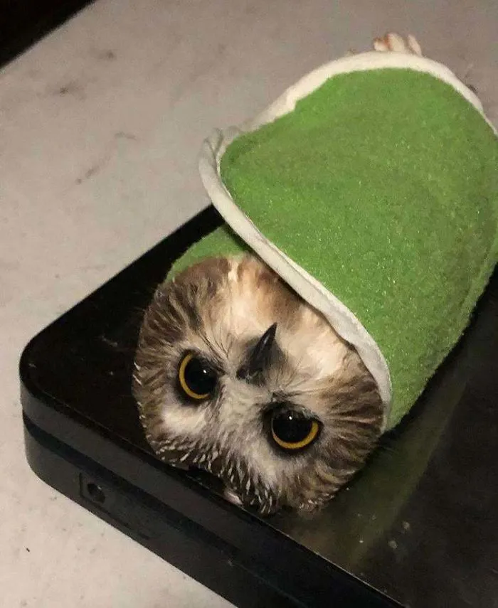 41 Tricks Animal Care Workers Use For Weighing Different Animals