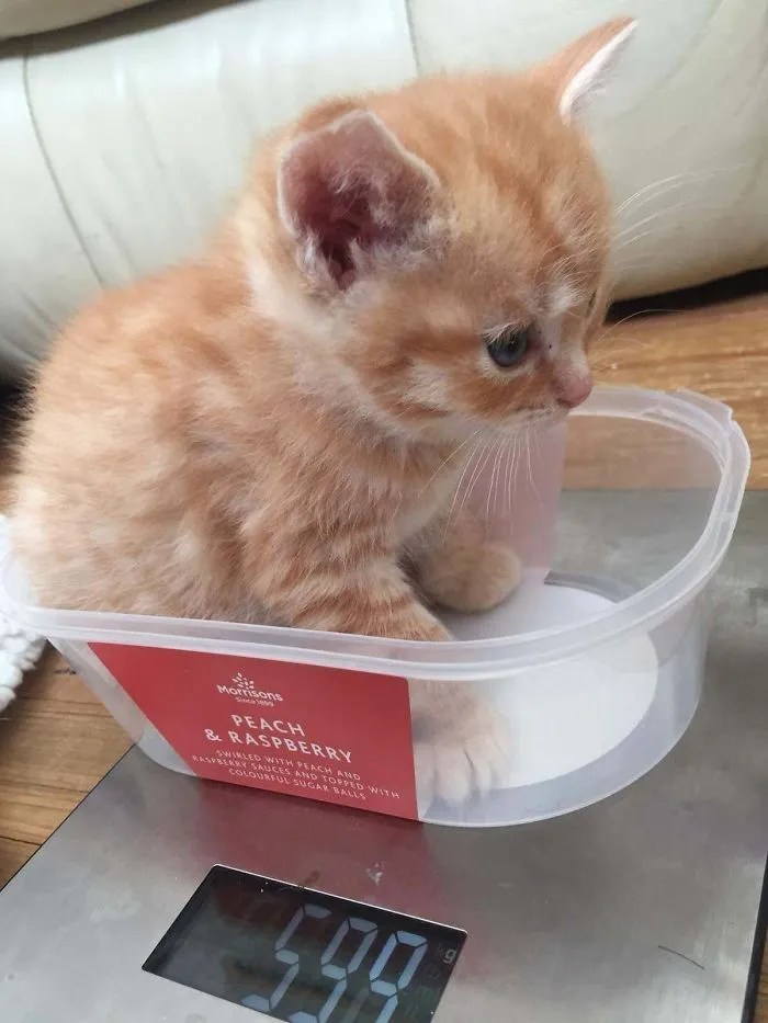 41 Tricks Animal Care Workers Use For Weighing Different Animals