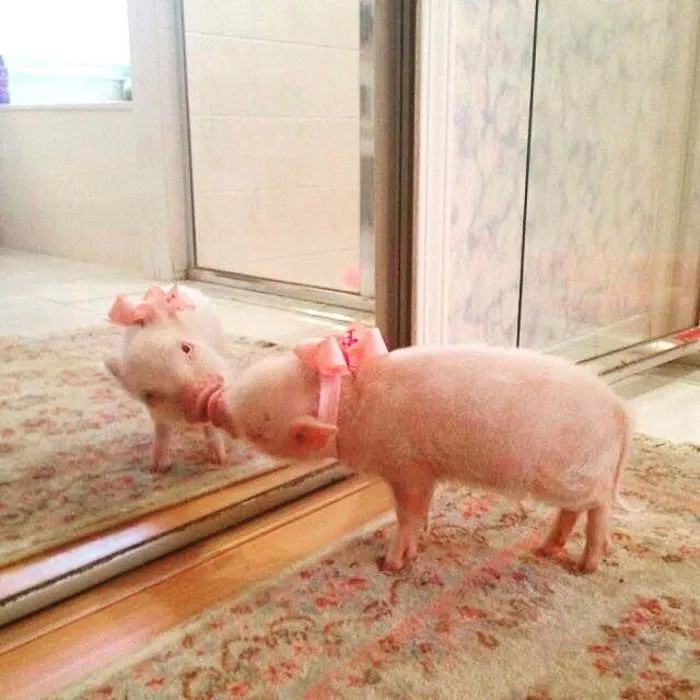 Looking In The Mirror