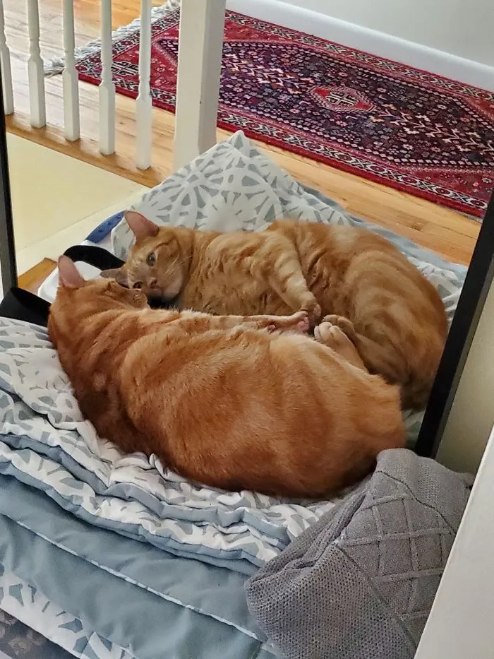 Find Someone Who Looks At You The Way My Cat Looks At Himself In The Mirror
