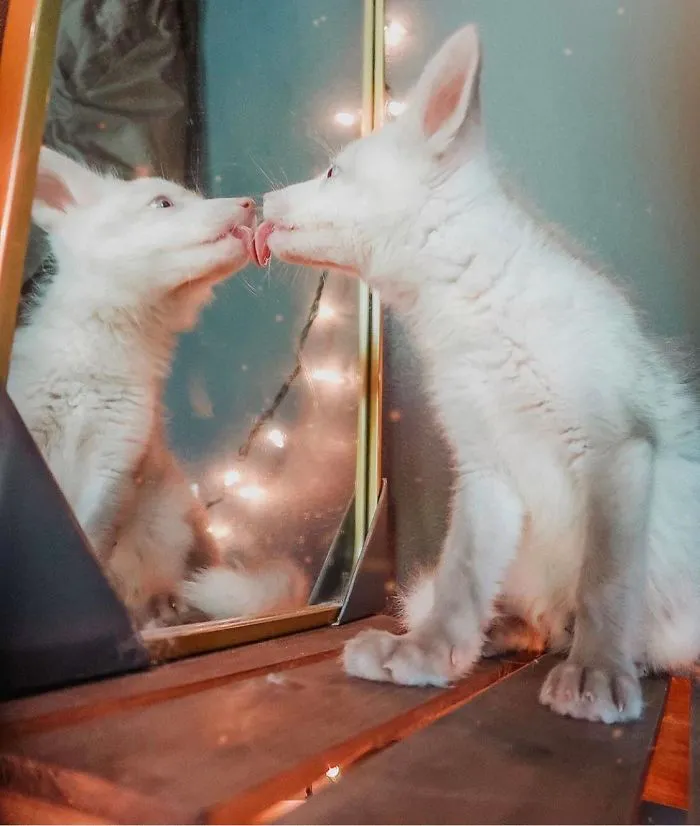 Mirror Mirror On The Wall, Who’s The Prettiest Fox Of Them All?
