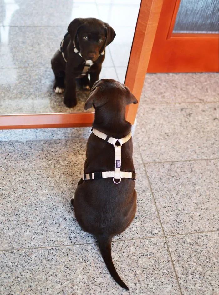 Then She Licked The Mirror Because It Seemed Like There Was A Nice Dog In It :)