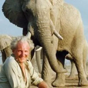 David Shepherd