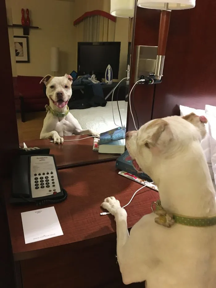 Foster Dog Finds Mirror, Falls In Love