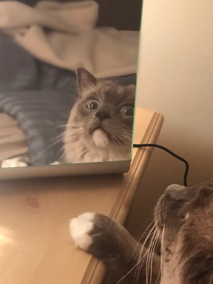 He puesto este espejo en la mesilla y a Renly le encanta