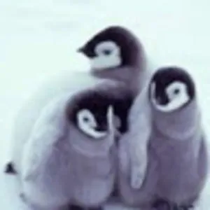 Grace Cho
