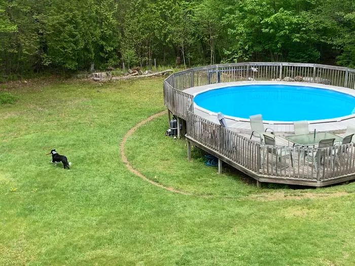 My Dog Runs Around My Pool In The Exact Same Track So Much That There’s A Ring Of Dirt In The Grass