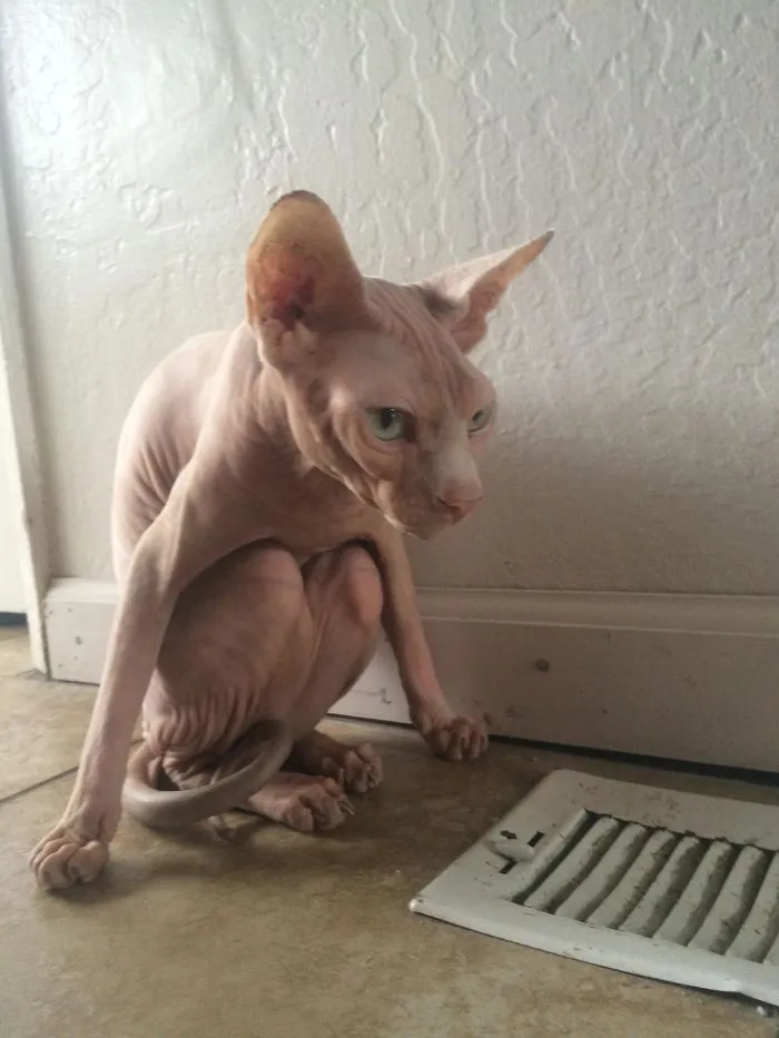 My Cat Does This When He Is Cold