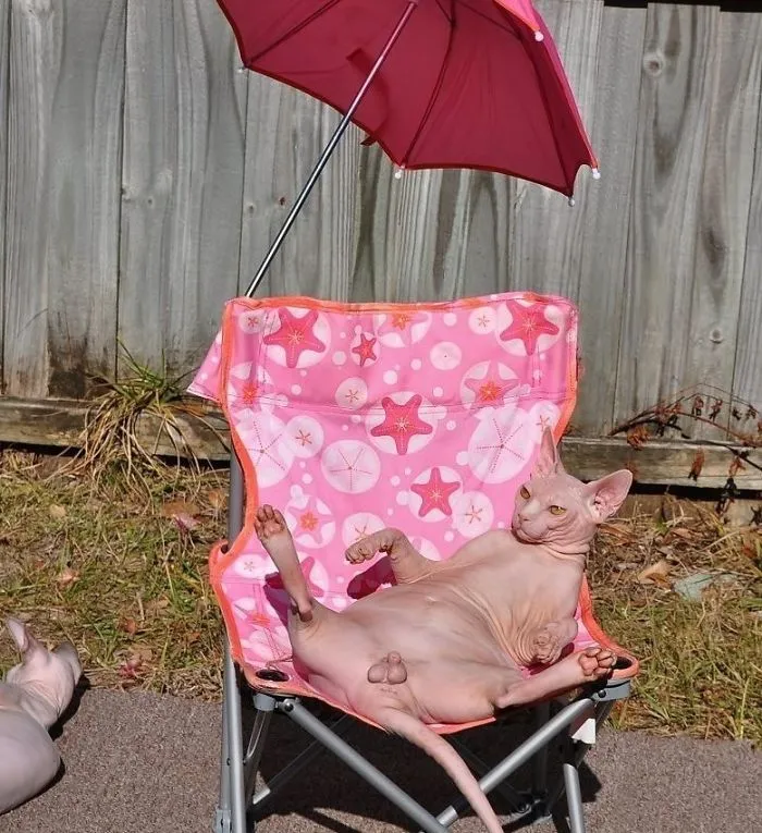My Cat Was Out Laying In The Sun Too. I Was Definitely Not Thinking About Battlefield