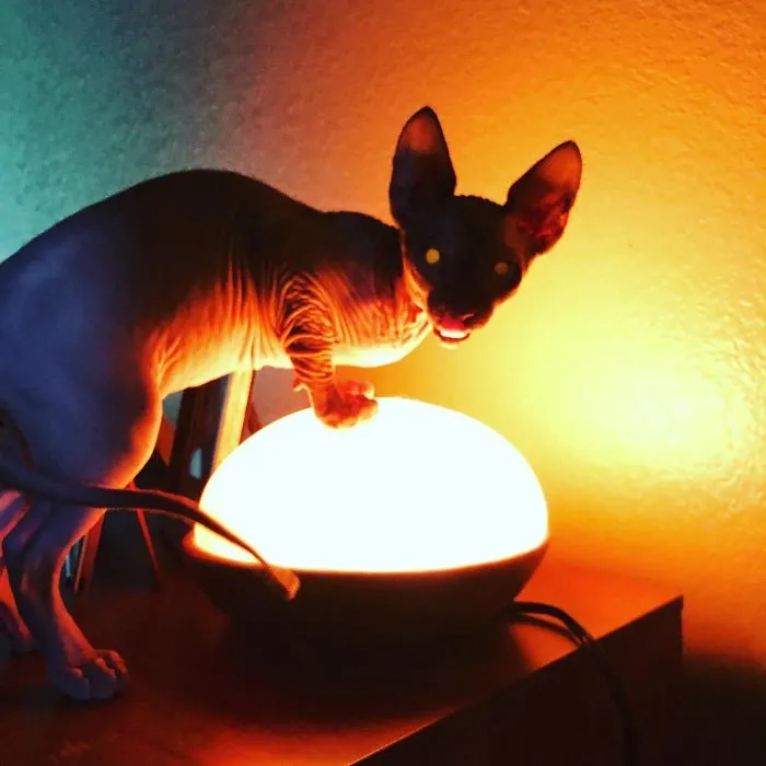 Accidently Walked In On My Sphynx Communicating Directly With The Cat Dimension