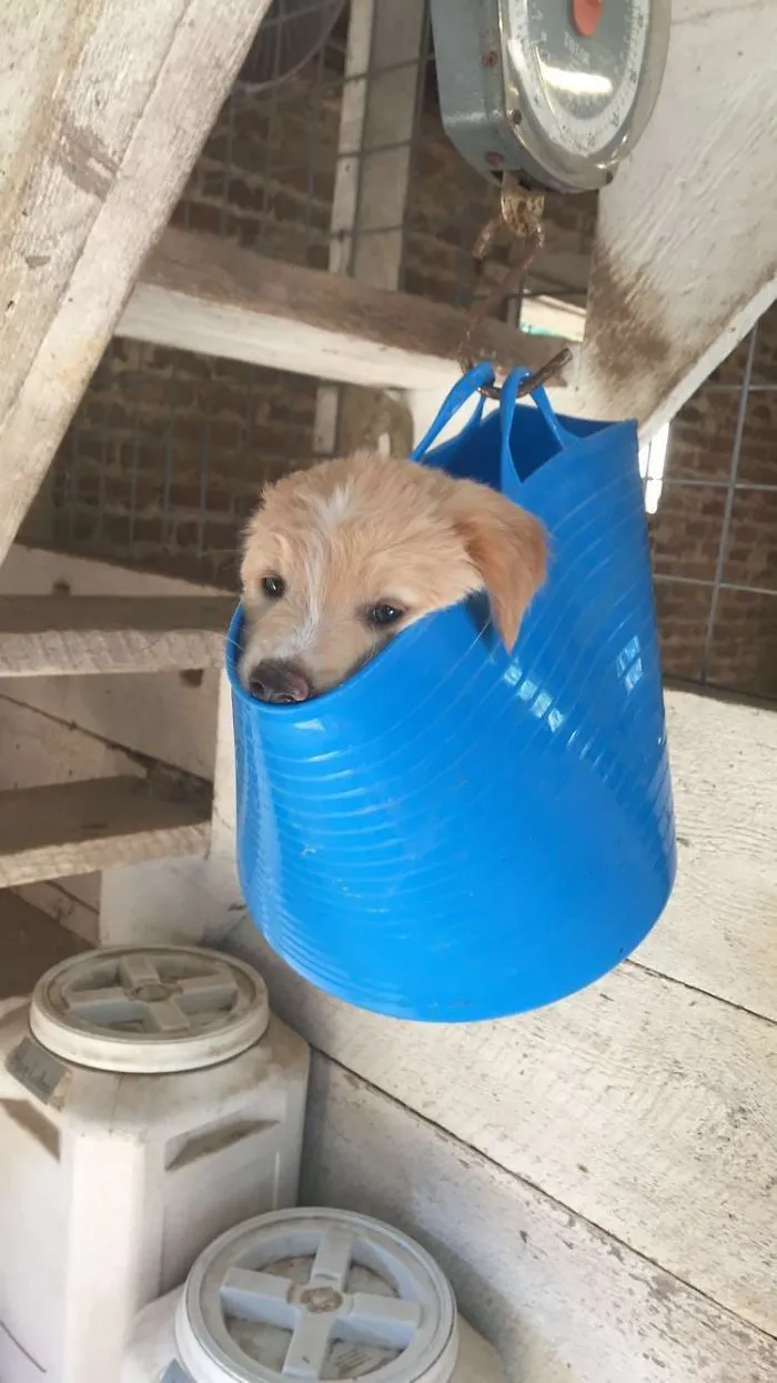 41 Tricks Animal Care Workers Use For Weighing Different Animals