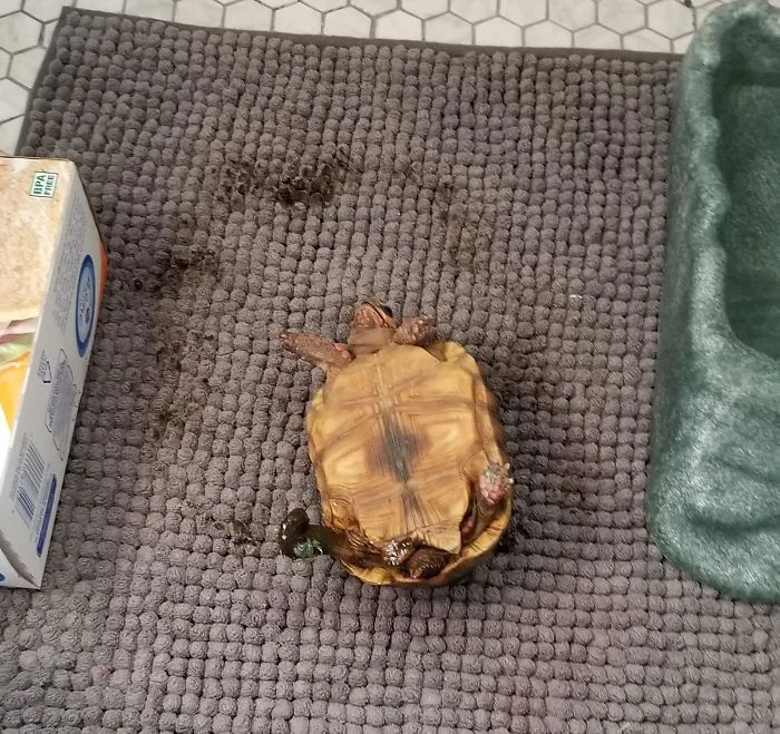 Volví a casa y me encontré a la tortuga así