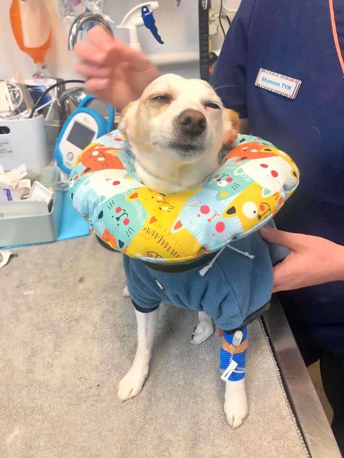 El perro se comió una galleta de marihuana. Hubo que llevarlo al veterinario, ahora está bien