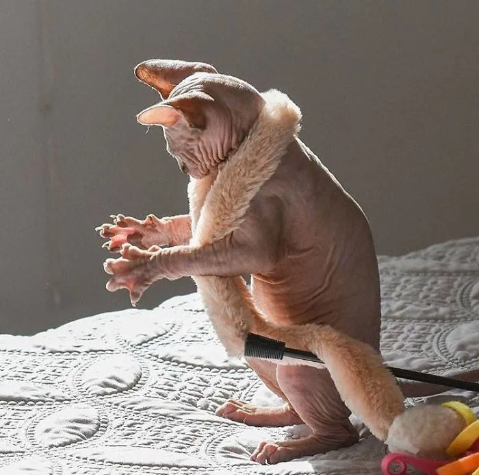 This Hairless Cat Holding It's Paws Out