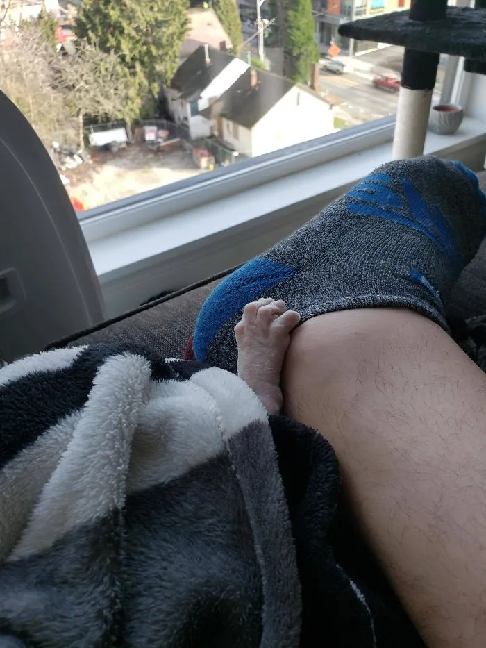 Owning A Hairless Cat Occasionally Results In Nightmare Material