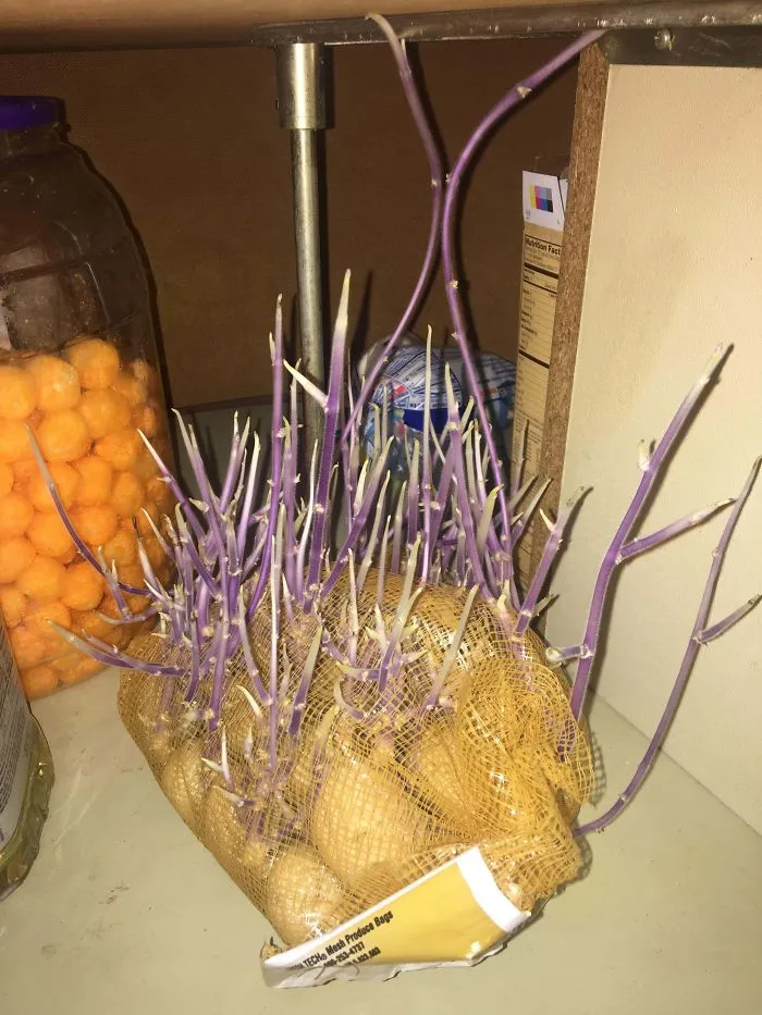 These Sprouting Potatoes