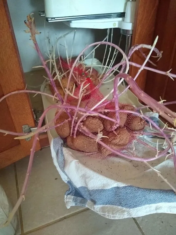 My Friend Forgot About A Bag Of Potatoes She Bought Six Months Ago.