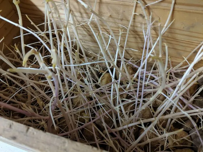 Esta caja de patatas llevaba un año olvidada