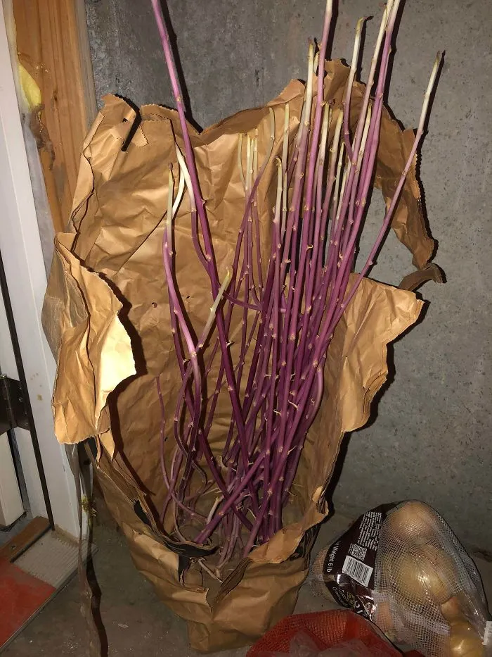 Bolsa de patatas en el sótano