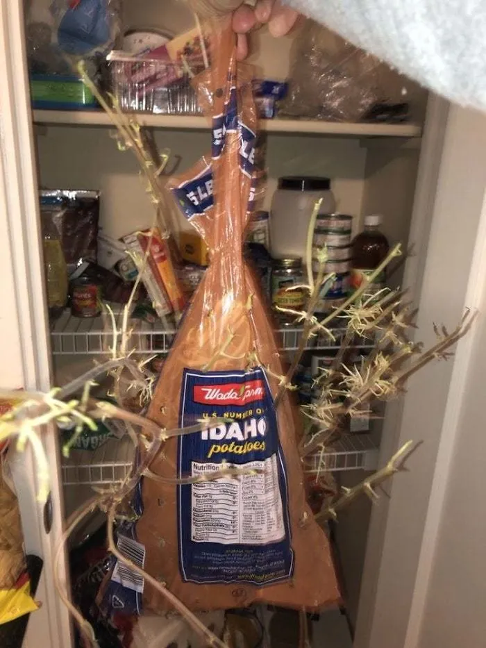 This Is What Happens When You Leave A Bag Of Potatoes In A Closet For Almost A Year