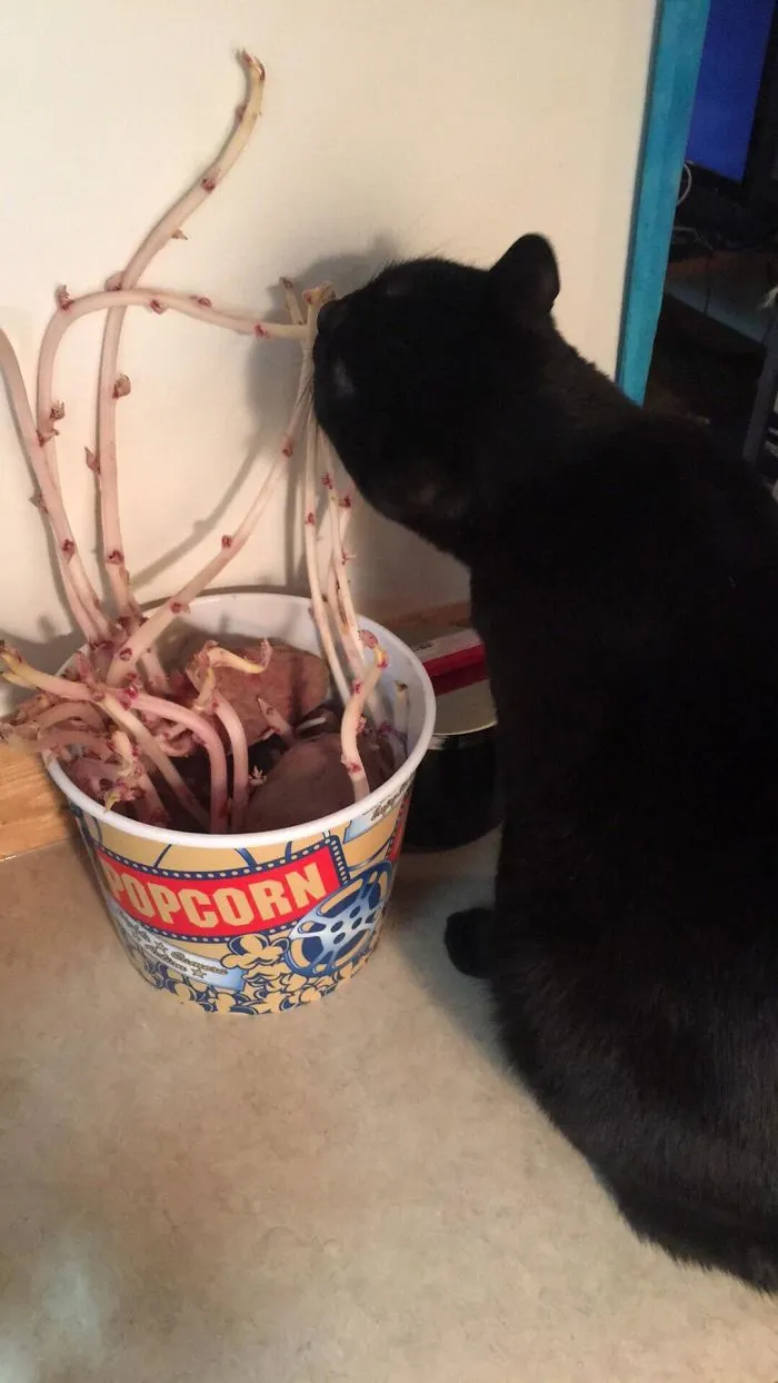 Cubo de patatas con gatito