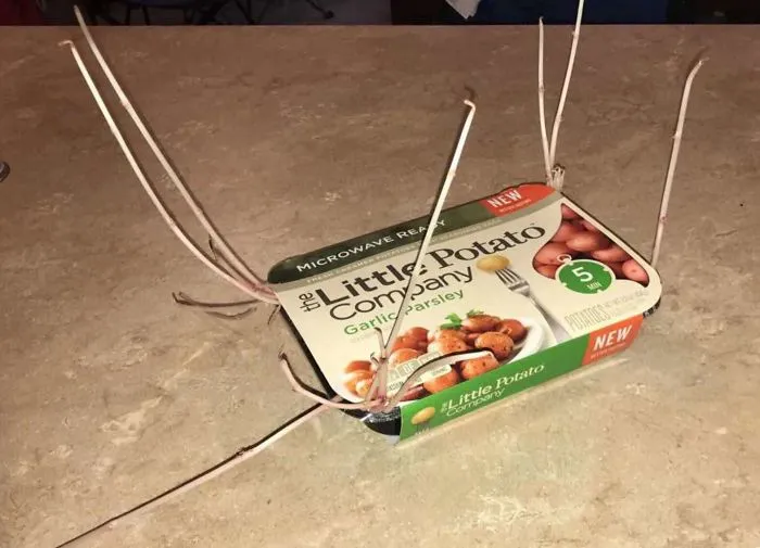 Han brotado las patatas para microondas que dejé en invierno