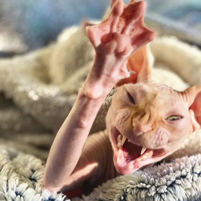 I Caught A Yawn