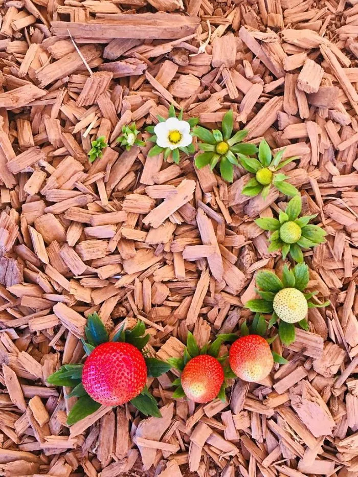 Since We’re Into Strawberry Cycles, I Sent The Post To My Dad (A Berry Farmer) And He Sent Me This: