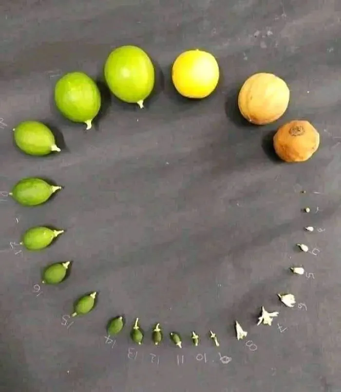 Lemon Lifecycle