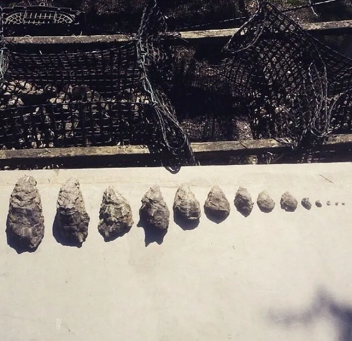 Oysters At Different Stages Of Growth