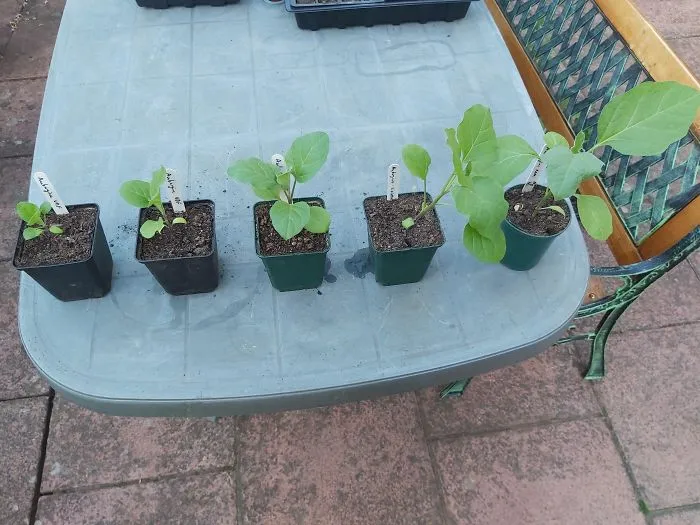 In The Style Of The Strawberry Pics A Few Days Ago, Here's Our Aubergine Plants Ordered By Their Growth Stage