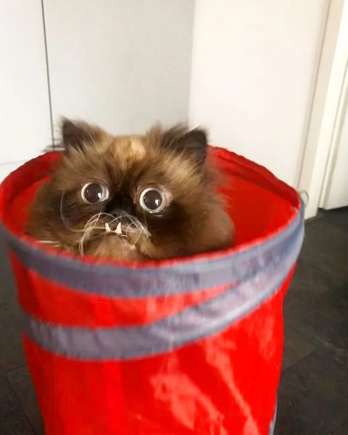 Himb Goomba. (He Is Here To Bring Joy, Please Skip This Post If You Want To Say Anything Negative About His Appearance)