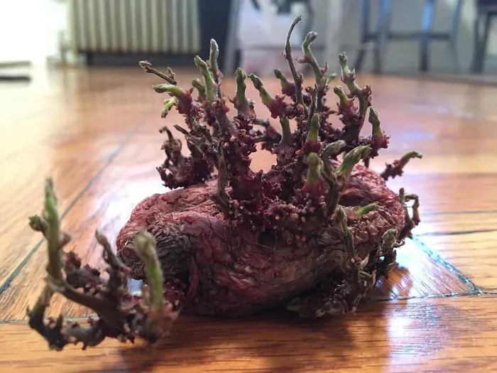 Encontré esta patata bajo el mueble de la cocina, ahora parece alienígena