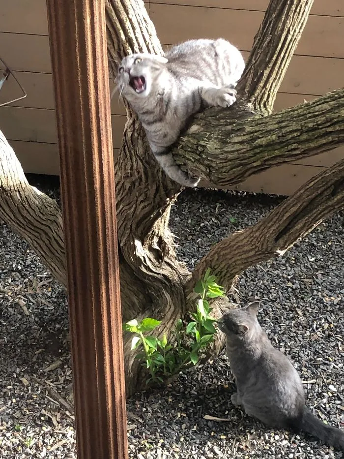Foto desde la ventana de la cocina de mis padres. No tienen gatos