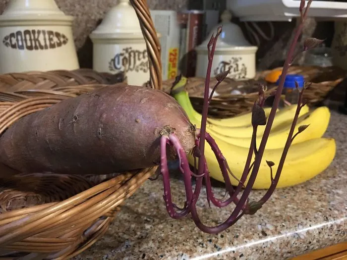 Ayer le di la vuelta a esta batata y vi la tendencia de las plantas a alterar su crecimiento respecto a la gravedad. Ahora parece una langosta
