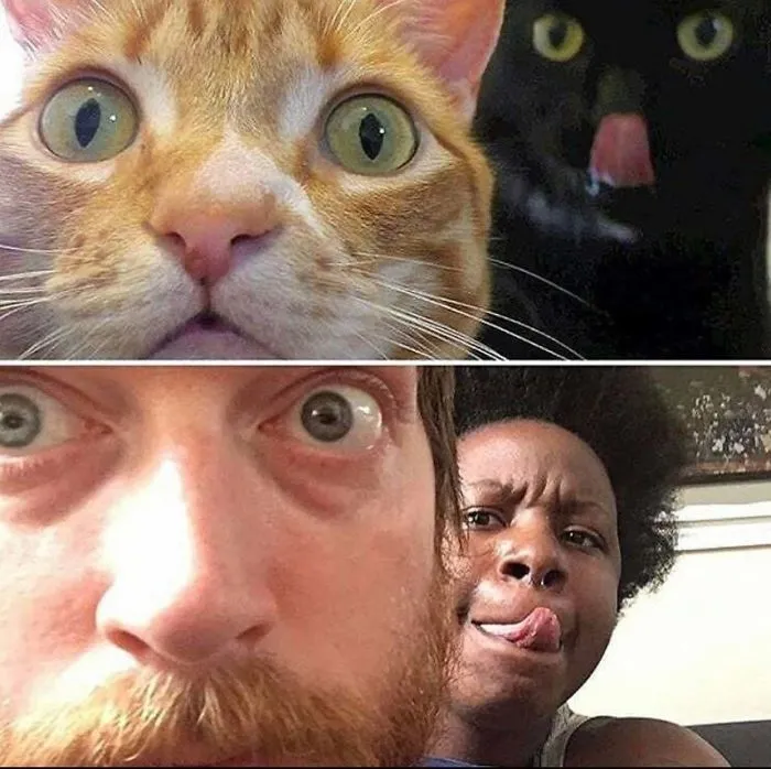 Like Cat, Like Human