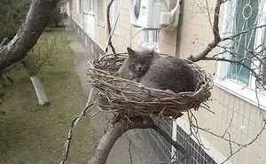 50 Of The Best Cat Posts That Are Impossible Not To Scroll Through (New Pics)