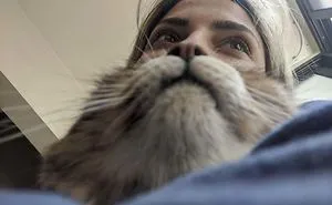 50 Of The Best Cat Posts That Are Impossible Not To Scroll Through (New Pics)