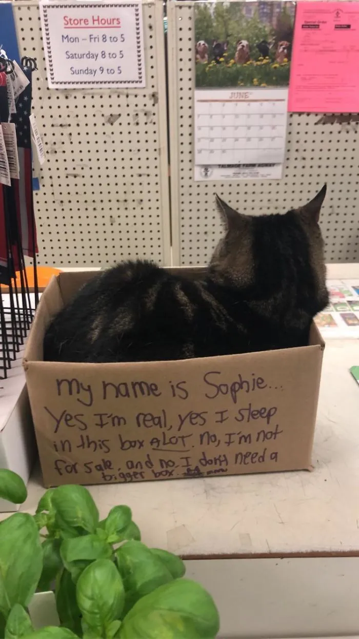Me llamo Sophie, sí, soy de verdad y duermo en esta caja mucho. No, no estoy a la venta ni necesito una caja más grande