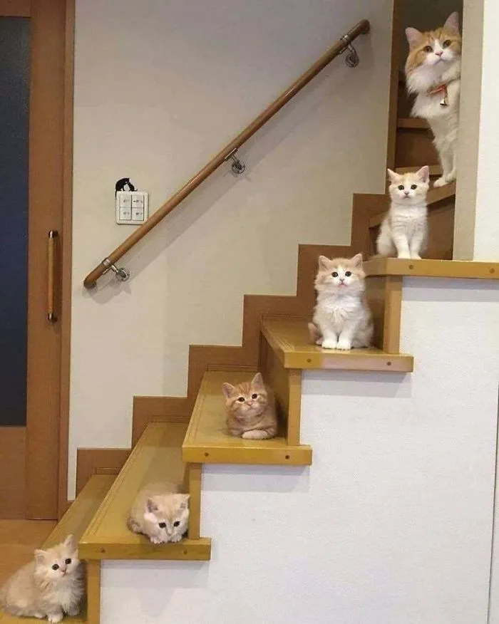 Even Smol Cats Get A Step