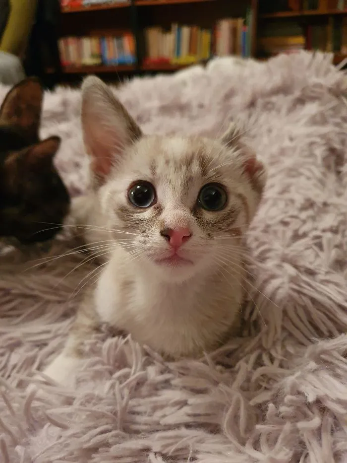 Nadie quería adoptar a Daisy porque le falta una oreja