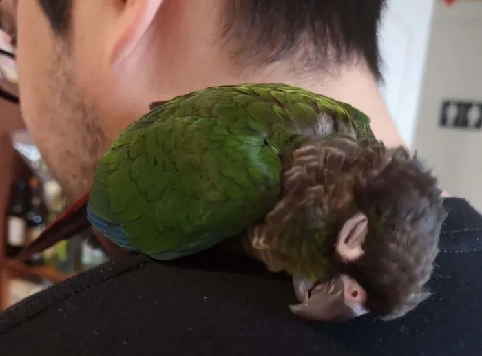 Me: I Don't Want A New Bird, They Only Bond To You And Want Nothing To Do With Me! New Bird: