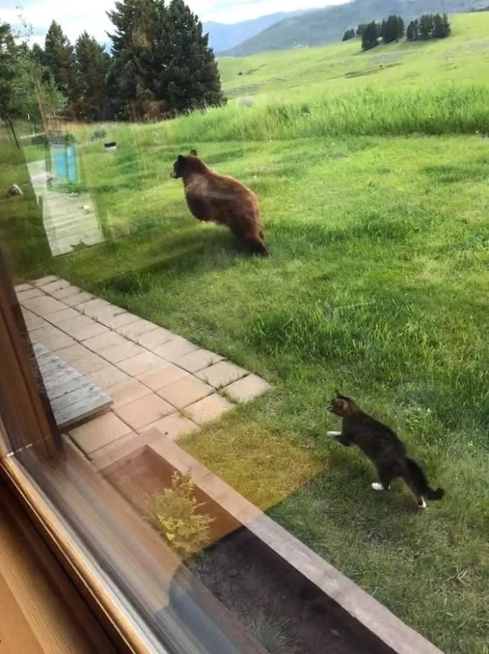 Otro día en Montana: un gato echando a un oso del jardín