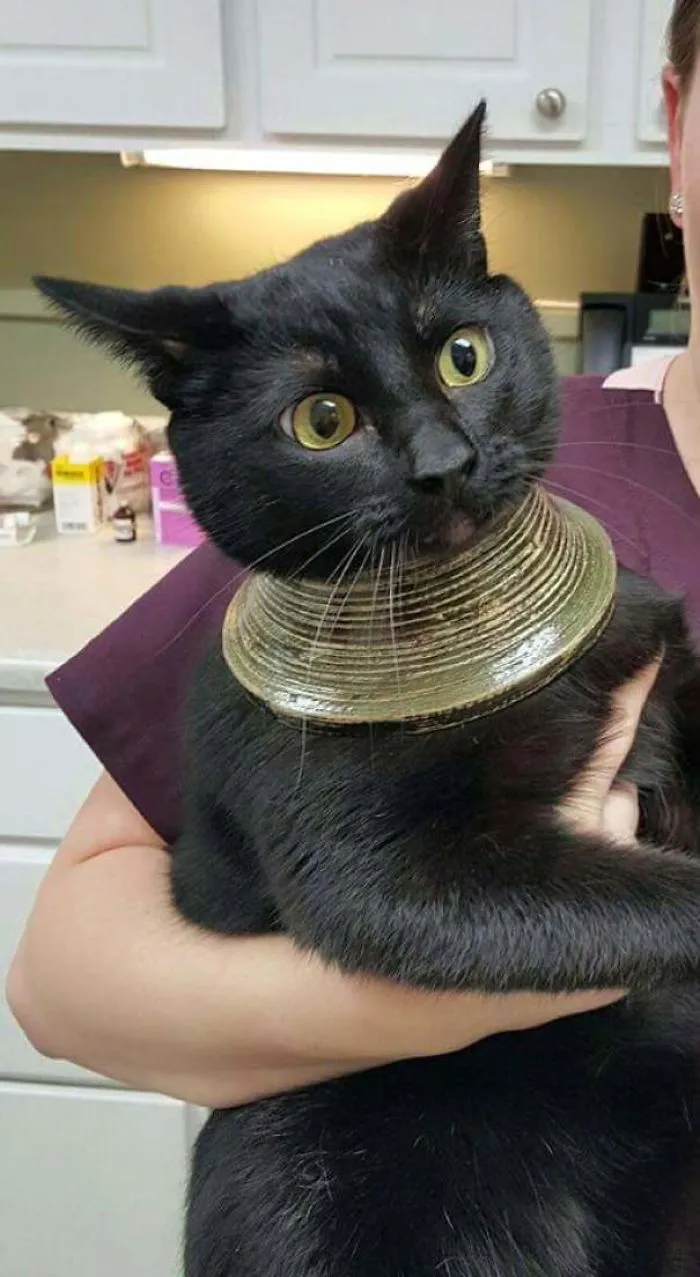 My Friends' Cat Got Its Head Stuck In A Vase, Freaked Out, Broke The Vase, And Was Left With This