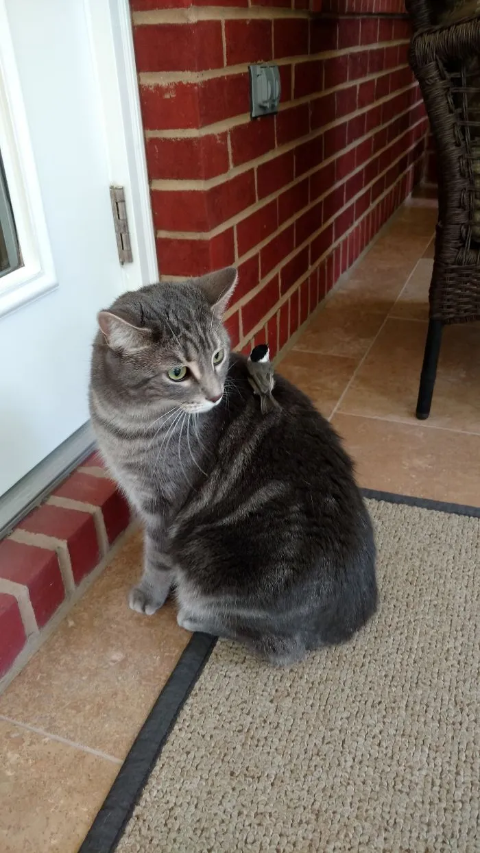 Bird Flew In Our Patio And Decided To Take A Break On Our Cat