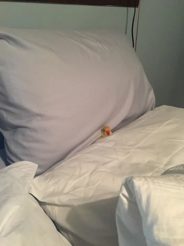 Mi pájaro se ha metido en la cama