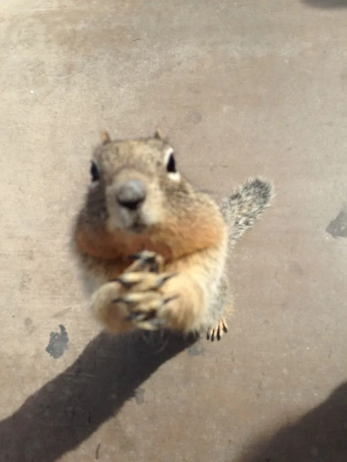 This Squirrel Was Begging For More Popcorn After Two Girls Near Me Ran Out. He Came Over To Me And Did This Just As I Took The Photo Because I Couldn't Believe How Close He Was