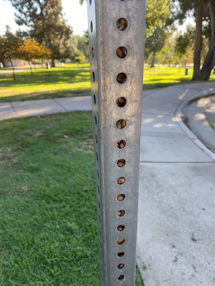 Una ardilla ha llenado el poste de esta señal de tráfico de bellotas